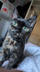 Lost Female Cat last seen Kirkwall court , Cardiff, Wales CF24
