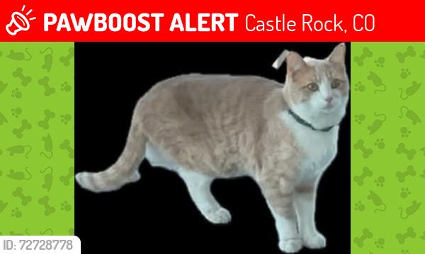 Lost Male Cat last seen Montaine & Monk, Castle Rock, CO 80104