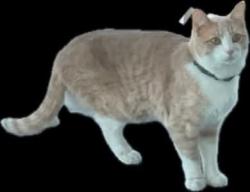 Lost Male Cat last seen Montaine & Monk, Castle Rock, CO 80104