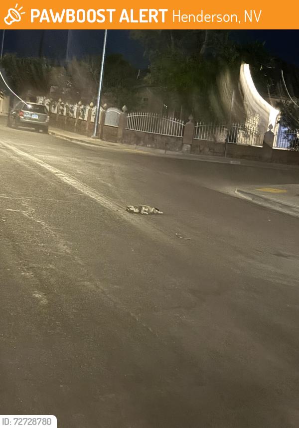 Found/Stray Unknown Cat last seen Coogan and Palm , Henderson, NV 89011