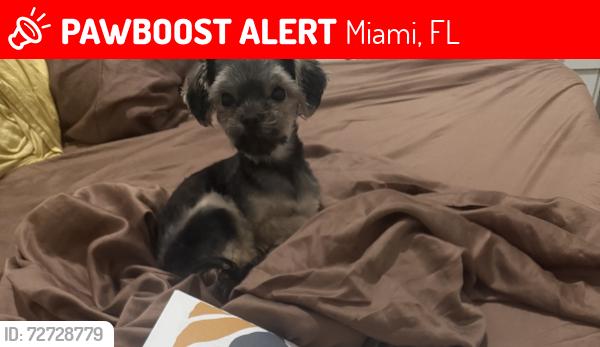 Lost Female Dog last seen San Simeon way, villa via Ventura villas , Miami, FL 33179