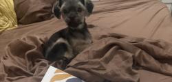 Lost Female Dog last seen San Simeon way, villa via Ventura villas , Miami, FL 33179