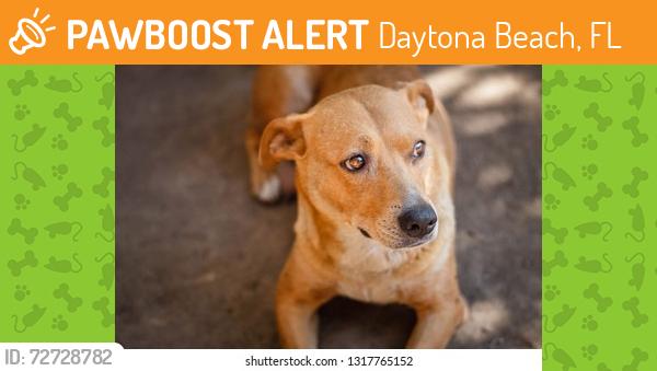 Found/Stray Unknown Dog last seen Mason and Clyde morris, Daytona Beach, FL 32117