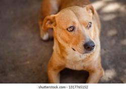 Found/Stray Unknown Dog last seen Mason and Clyde morris, Daytona Beach, FL 32117