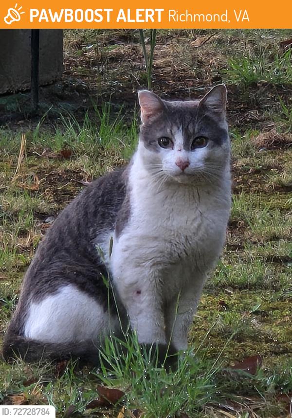 Found/Stray Unknown Cat last seen Ironington, Richmond, VA 23227