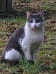 Found/Stray Unknown Cat last seen Ironington, Richmond, VA 23227
