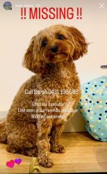 Lost Male Dog last seen Riversdale Road Surrey hills , Surrey Hills, VIC 3127