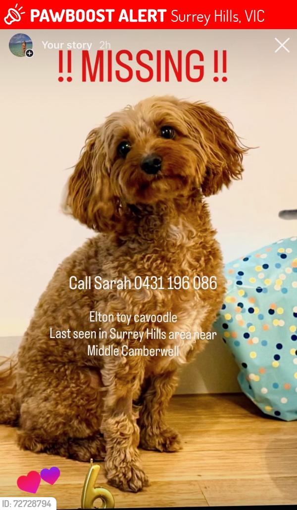 Lost Male Dog last seen Riversdale Road Surrey hills , Surrey Hills, VIC 3127