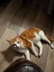Lost Male Cat last seen Dresden Ave and Eichelberger Street, St. Louis, MO 63116