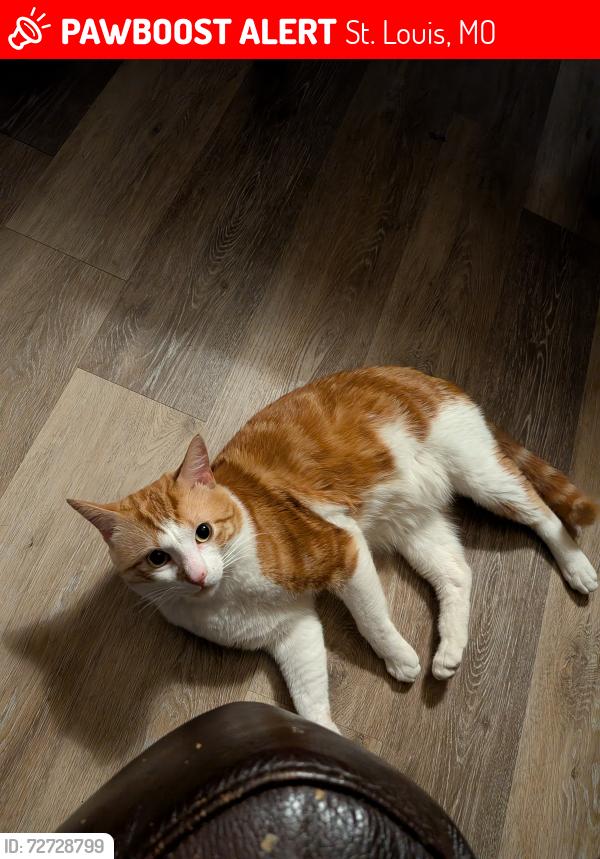 Lost Male Cat last seen Dresden Ave and Eichelberger Street, St. Louis, MO 63116