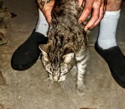 Found/Stray Female Cat last seen Wilson and Roberts, Oildale, CA 93308