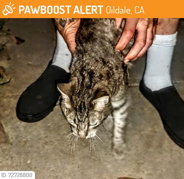 Found/Stray Female Cat last seen Wilson and Roberts, Oildale, CA 93308