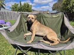 Lost Male Dog last seen Rowville, Rowville, VIC 3178