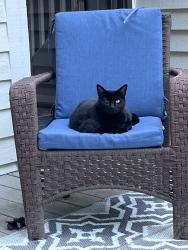 Lost Male Cat last seen Autumn Ridge Lane and Bent Tree Drive, Asheville, NC 28803