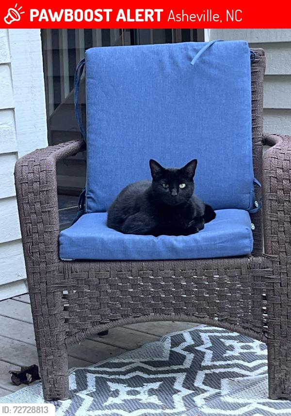 Lost Male Cat last seen Autumn Ridge Lane and Bent Tree Drive, Asheville, NC 28803