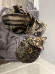 Lost Male Cat last seen oakwood disc golf course, Cottage Grove, MN 55016