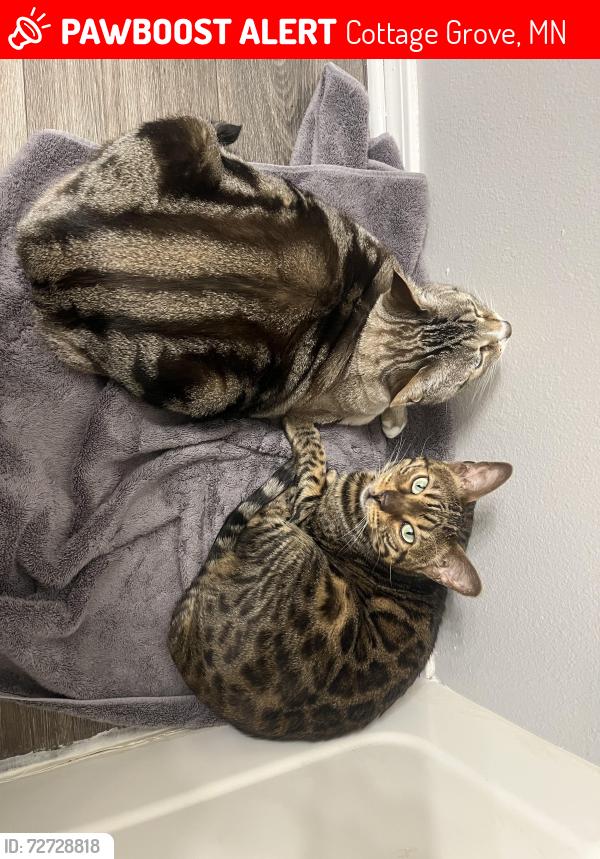 Lost Male Cat last seen oakwood disc golf course, Cottage Grove, MN 55016