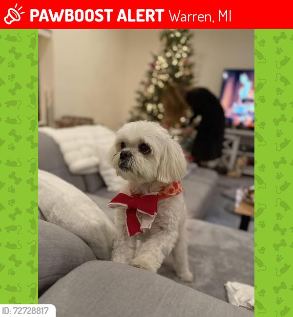 Lost Male Dog last seen 9 Mile, Ryan and Mound Rd., Warren, MI 48091