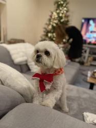 Lost Male Dog last seen 9 Mile, Ryan and Mound Rd., Warren, MI 48091