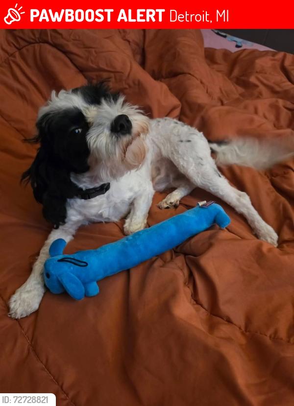 Lost Male Dog last seen Got out between fort and Jefferson Detroit , Detroit, MI 48217