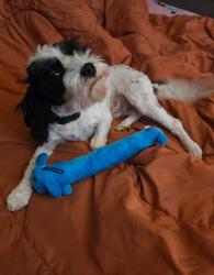 Lost Male Dog last seen Got out between fort and Jefferson Detroit , Detroit, MI 48217