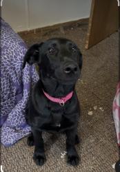Lost Female Dog last seen Legion hut rd Carthage , Carthage, NC 28327