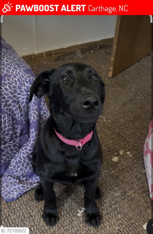 Lost Female Dog last seen Legion hut rd Carthage , Carthage, NC 28327