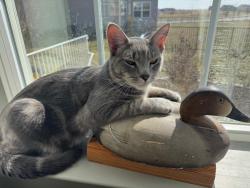 Lost Male Cat last seen Galloway St & St. Anne's Blvd., Middletown, DE 19709