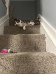 Lost Female Cat last seen Antioch and 47th, Shawnee, KS 66203