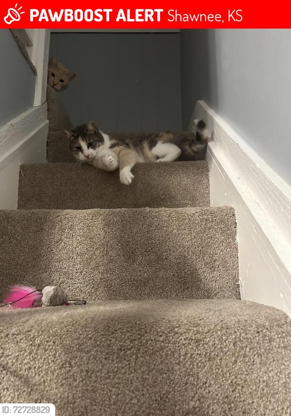 Lost Female Cat last seen Antioch and 47th, Shawnee, KS 66203