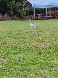 Found/Stray Unknown Cat last seen Westglen Dr & Edwards Rd , Fort Pierce, FL 34981