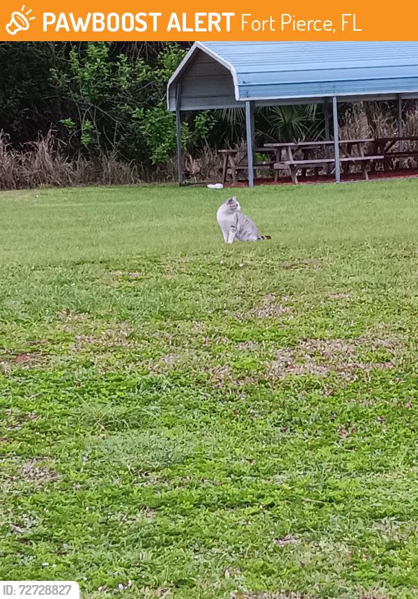 Found/Stray Unknown Cat last seen Westglen Dr & Edwards Rd , Fort Pierce, FL 34981