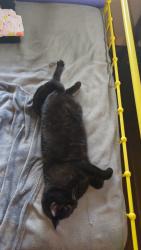 Lost Male Cat last seen Tyler street and Green Street , Joondanna, WA 6060