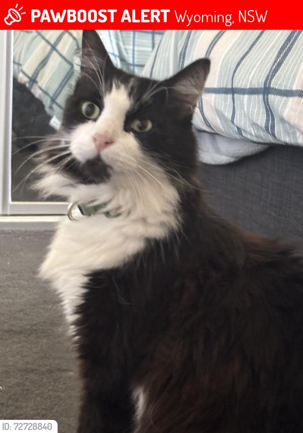Lost Male Cat last seen Near day st sewers at the bus stop, Wyoming, NSW 2250