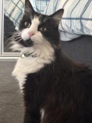 Lost Male Cat last seen Near day st sewers at the bus stop, Wyoming, NSW 2250