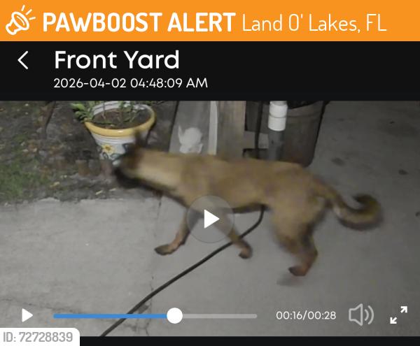 Found/Stray Unknown Dog last seen 4th St, Perdew Dr. , Land O' Lakes, FL 34639
