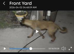 Found/Stray Unknown Dog last seen 4th St, Perdew Dr. , Land O' Lakes, FL 34639