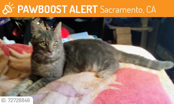 Found/Stray Male Cat last seen Near th avenue , Sacramento, CA 95817