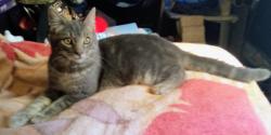 Found/Stray Male Cat last seen Near th avenue , Sacramento, CA 95817