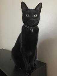 Lost Male Cat last seen Clermont Park, Germantown, NY 12526