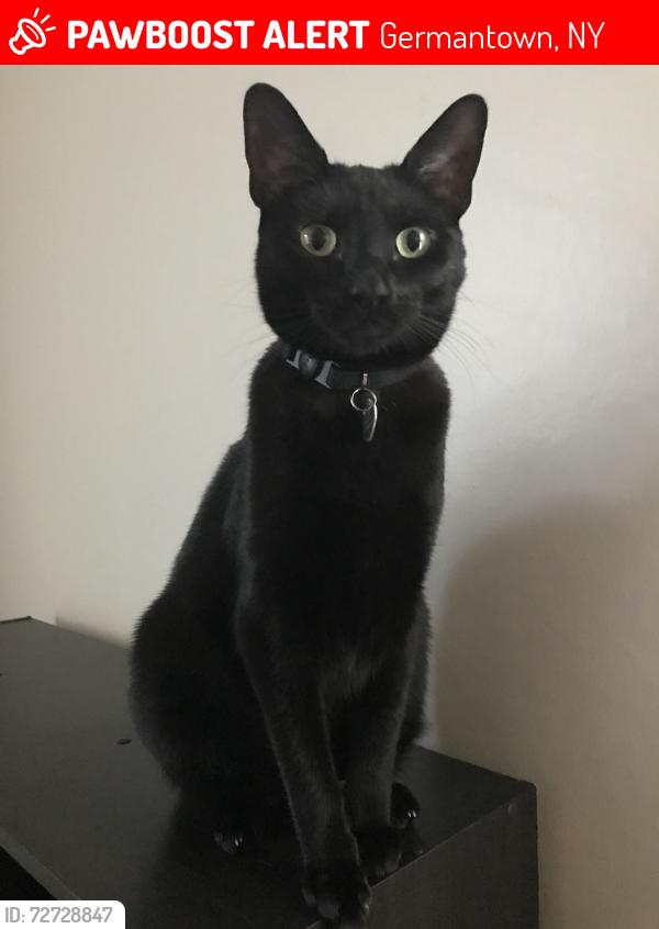 Lost Male Cat last seen Clermont Park, Germantown, NY 12526