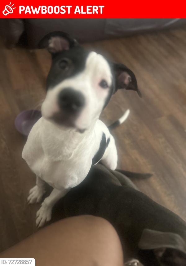 Lost Male Dog last seen Word church, Warrensville Heights, OH 44128