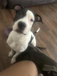 Lost Male Dog last seen Word church, Warrensville Heights, OH 44128