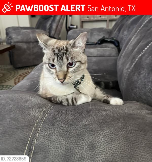 Lost Male Cat last seen Dusty Canyon rd , San Antonio, TX 78259