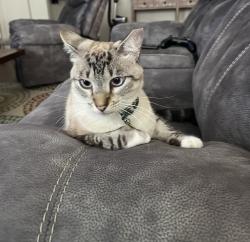 Lost Male Cat last seen Dusty Canyon rd , San Antonio, TX 78259