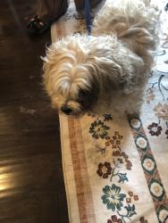 Found/Stray Male Dog last seen Adult and Child Center Madison Ave and Stop 12, Indianapolis, IN 46227