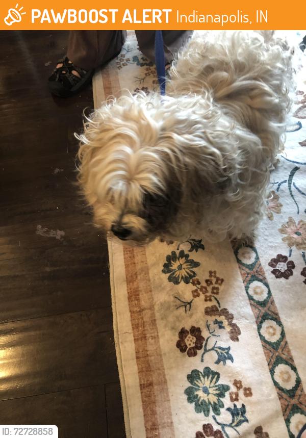 Found/Stray Male Dog last seen Adult and Child Center Madison Ave and Stop 12, Indianapolis, IN 46227