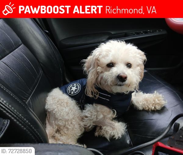 Lost Male Dog last seen 19th st and cool LN, Richmond, VA 23223