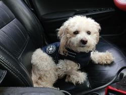 Lost Male Dog last seen 19th st and cool LN, Richmond, VA 23223