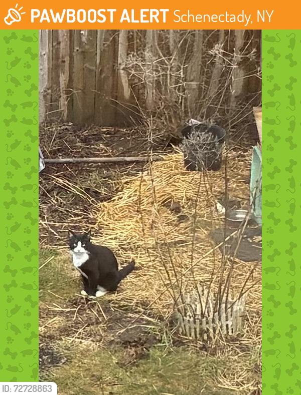 Found/Stray Male Cat last seen Near Fairview Park, Schenectady, NY 12306